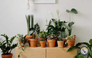 Rośliny doniczkowe w ceramicznych doniczkach na drewnianym blacie - zielona kolekcja roślin domowych w stylowym arrangement wnętrzarskim.